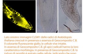 Geocomposito C B 8